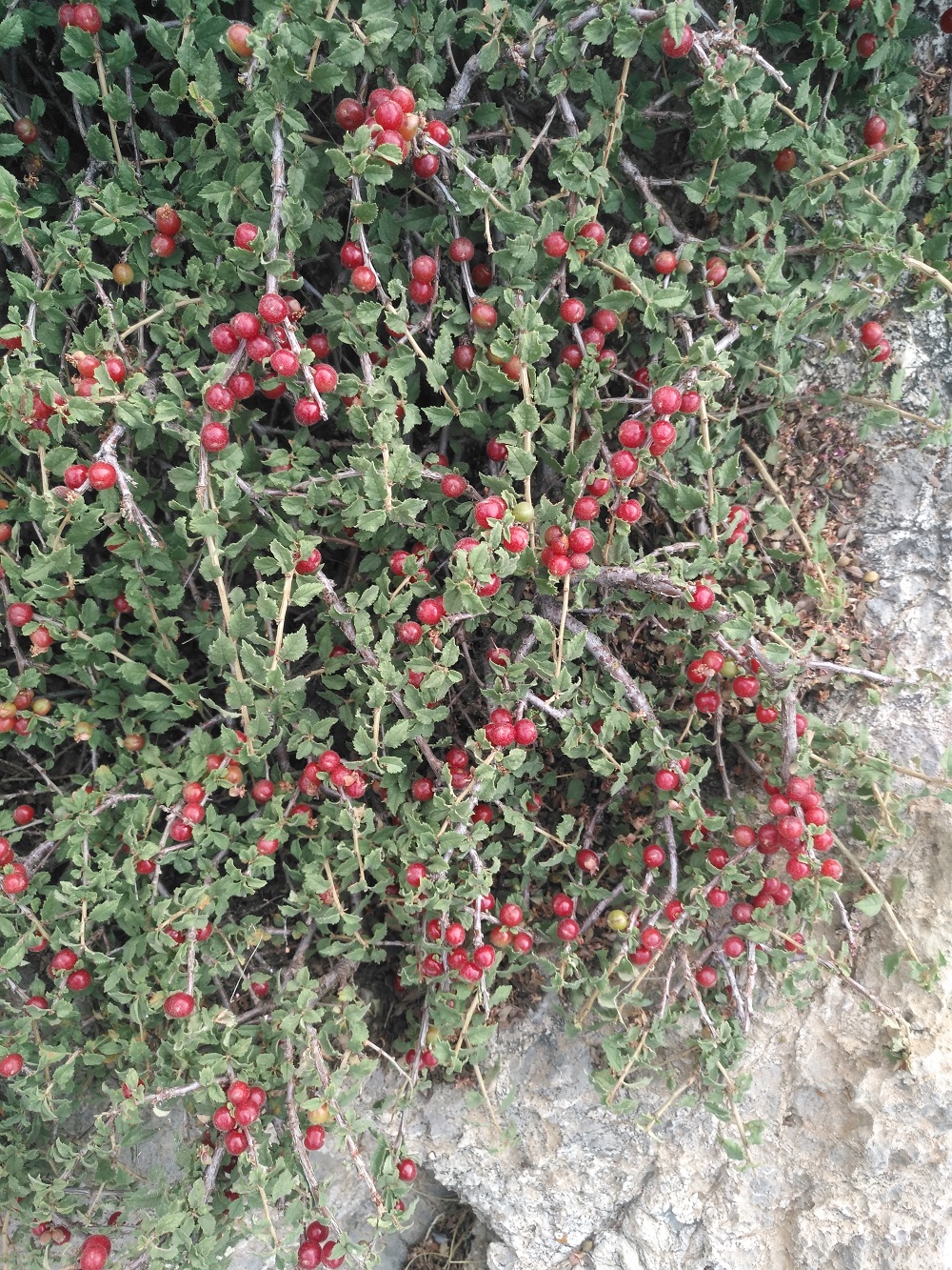 آلبالو وحشی